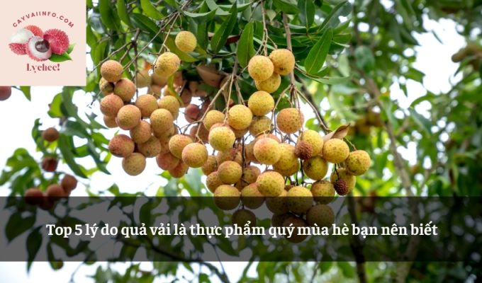 Top 5 lý do quả vải là thực phẩm quý mùa hè bạn nên biết