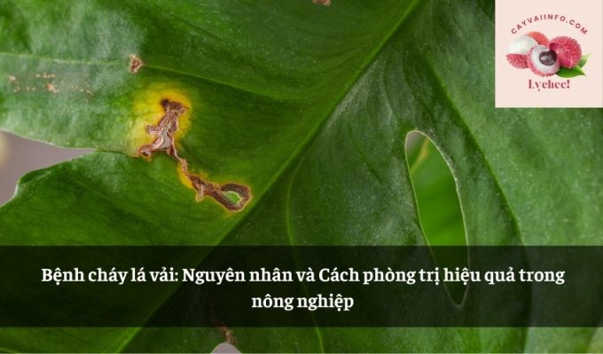 Bệnh cháy lá vải: Nguyên nhân và Cách phòng trị hiệu quả trong nông nghiệp