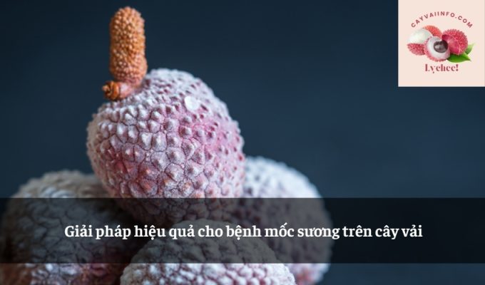 Giải pháp hiệu quả cho bệnh mốc sương trên cây vải