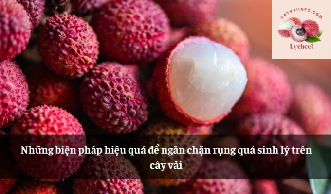 Những biện pháp hiệu quả để ngăn chặn rụng quả sinh lý trên cây vải