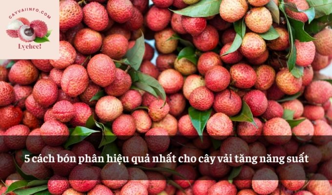 5 cách bón phân hiệu quả nhất cho cây vải tăng năng suất