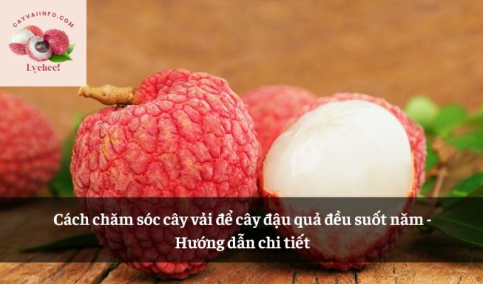 Cách chăm sóc cây vải để cây đậu quả đều suốt năm - Hướng dẫn chi tiết