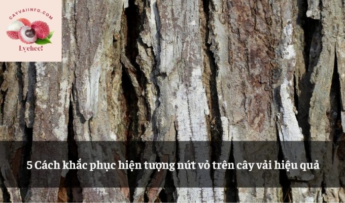 5 Cách khắc phục hiện tượng nứt vỏ trên cây vải hiệu quả