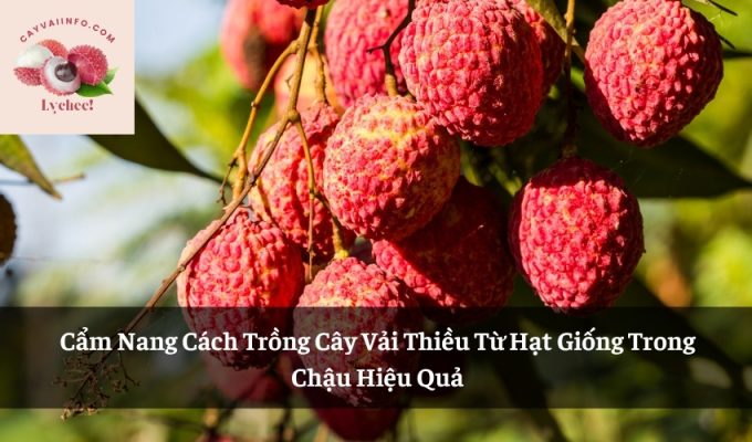 Cẩm Nang Cách Trồng Cây Vải Thiều Từ Hạt Giống Trong Chậu Hiệu Quả