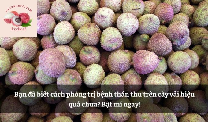 Bạn đã biết cách phòng trị bệnh thán thư trên cây vải hiệu quả chưa? Bật mí ngay!