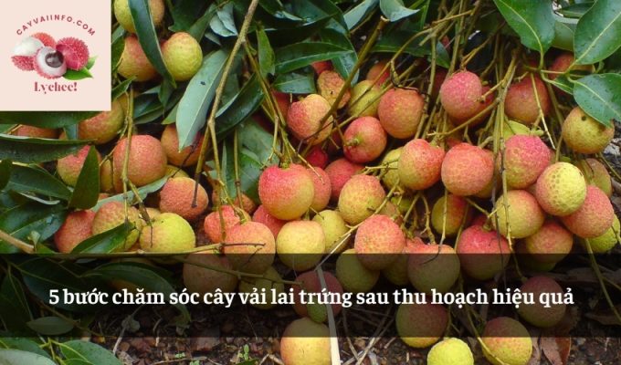 5 bước chăm sóc cây vải lai trứng sau thu hoạch hiệu quả