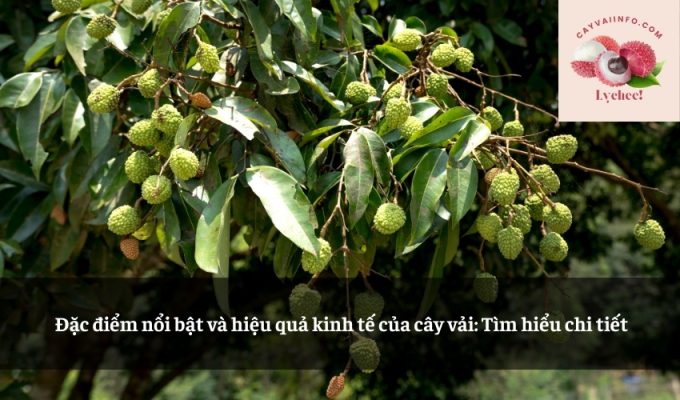 Đặc điểm nổi bật và hiệu quả kinh tế của cây vải: Tìm hiểu chi tiết