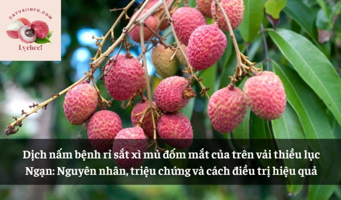 Dịch nấm bệnh rỉ sắt xì mủ đốm mắt của trên vải thiều lục Ngạn: Nguyên nhân, triệu chứng và cách điều trị hiệu quả