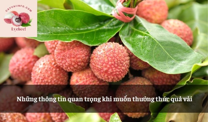 Những thông tin quan trọng khi muốn thưởng thức quả vải