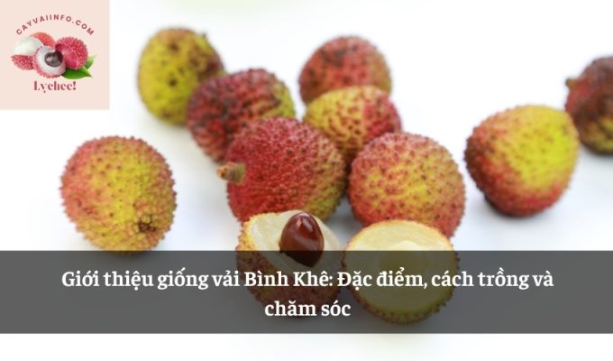 Giới thiệu giống vải Bình Khê: Đặc điểm, cách trồng và chăm sóc