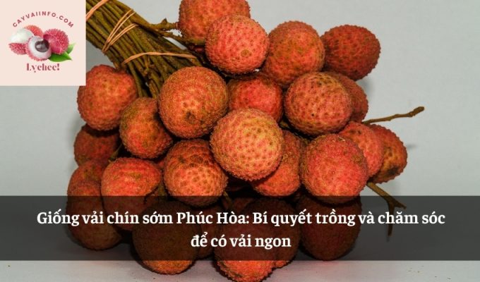 Giống vải chín sớm Phúc Hòa: Bí quyết trồng và chăm sóc để có vải ngon