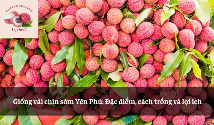 Giống vải chín sớm Yên Phú: Đặc điểm, cách trồng và lợi ích