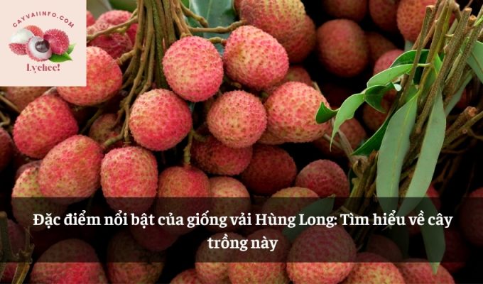 Đặc điểm nổi bật của giống vải Hùng Long: Tìm hiểu về cây trồng nàyĐặc điểm nổi bật của giống vải Hùng Long: Tìm hiểu về cây trồng này