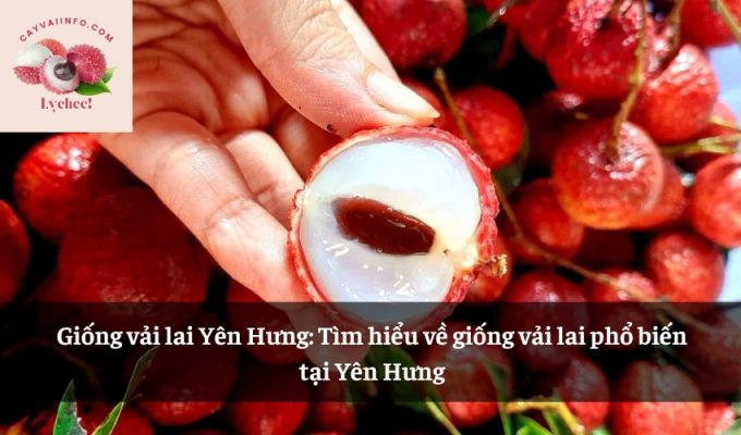 Giống vải lai Yên Hưng: Tìm hiểu về giống vải lai phổ biến tại Yên Hưng