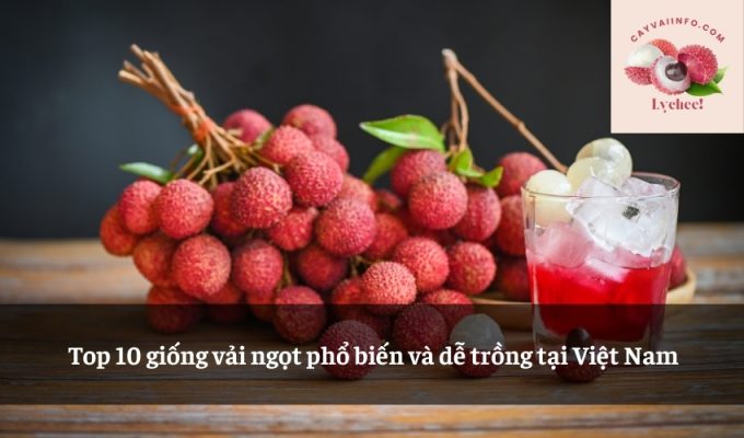 Top 10 giống vải ngọt phổ biến và dễ trồng tại Việt Nam