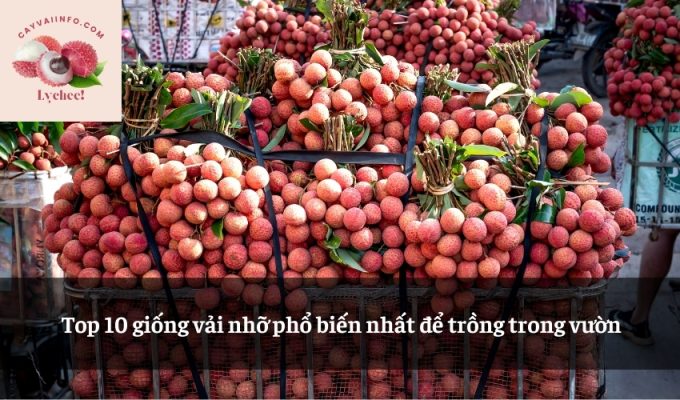 Top 10 giống vải nhỡ phổ biến nhất để trồng trong vườn