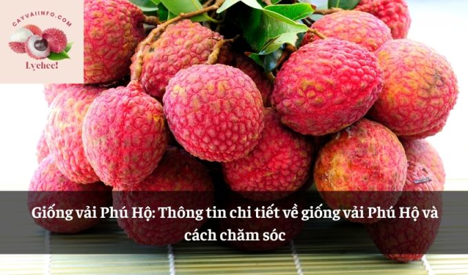 Giống vải Phú Hộ: Thông tin chi tiết về giống vải Phú Hộ và cách chăm sóc