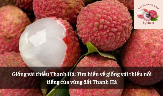 Giống vải thiều Thanh Hà: Tìm hiểu về giống vải thiều nổi tiếng của vùng đất Thanh Hà