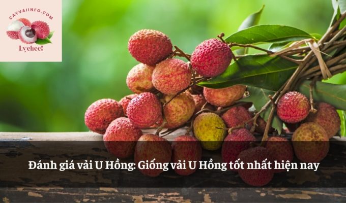 Đánh giá vải U Hồng: Giống vải U Hồng tốt nhất hiện nay