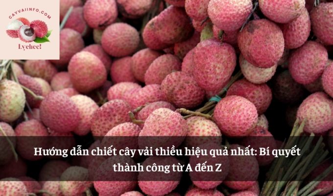 Hướng dẫn chiết cây vải thiều hiệu quả nhất: Bí quyết thành công từ A đến Z