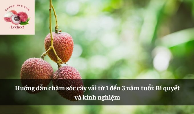 Hướng dẫn chăm sóc cây vải từ 1 đến 3 năm tuổi: Bí quyết và kinh nghiệm