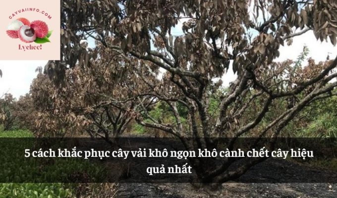 5 cách khắc phục cây vải khô ngọn khô cành chết cây hiệu quả nhất