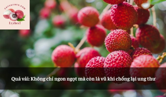 Quả vải: Không chỉ ngon ngọt mà còn là vũ khí chống lại ung thư