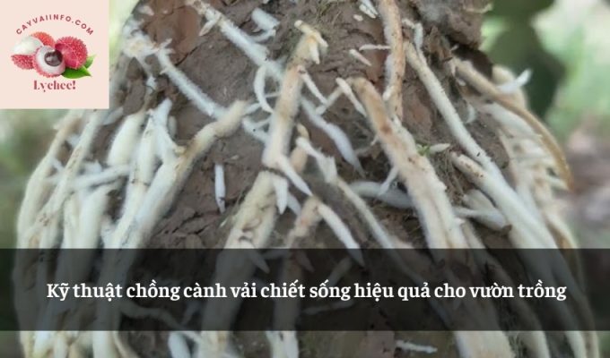 Kỹ thuật chồng cành vải chiết sống hiệu quả cho vườn trồng