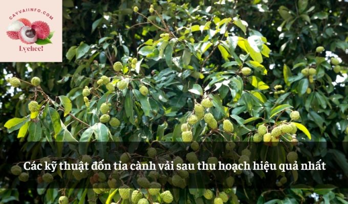 Các kỹ thuật đốn tỉa cành vải sau thu hoạch hiệu quả nhất