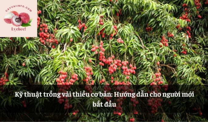 Kỹ thuật trồng vải thiều cơ bản: Hướng dẫn cho người mới bắt đầu