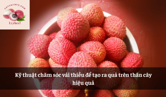 Kỹ thuật chăm sóc vải thiều để tạo ra quả trên thân cây hiệu quả