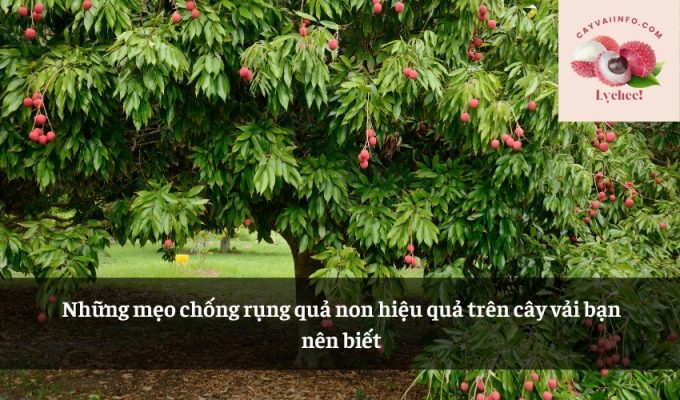 Những mẹo chống rụng quả non hiệu quả trên cây vải bạn nên biết