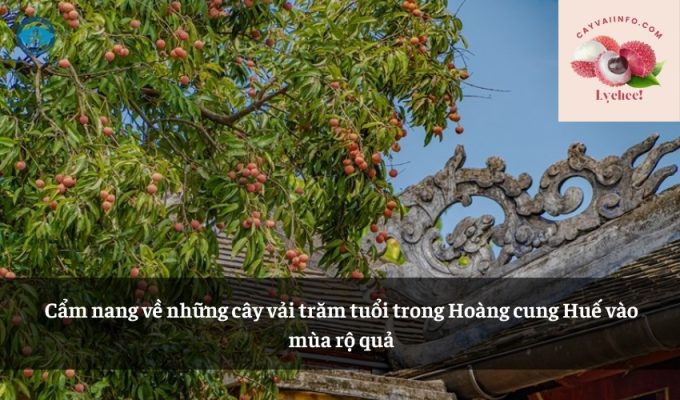 Cẩm nang về những cây vải trăm tuổi trong Hoàng cung Huế vào mùa rộ quả