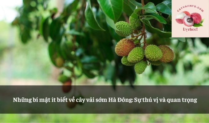 Những bí mật ít biết về cây vải sớm Hà Đông: Sự thú vị và quan trọng