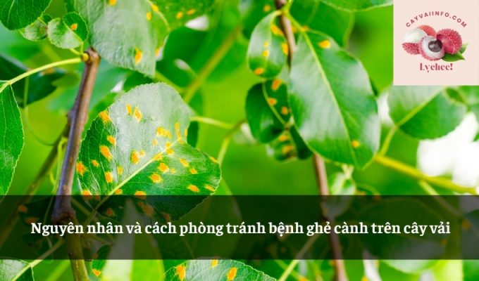 Nguyên nhân và cách phòng tránh bệnh ghẻ cành trên cây vải