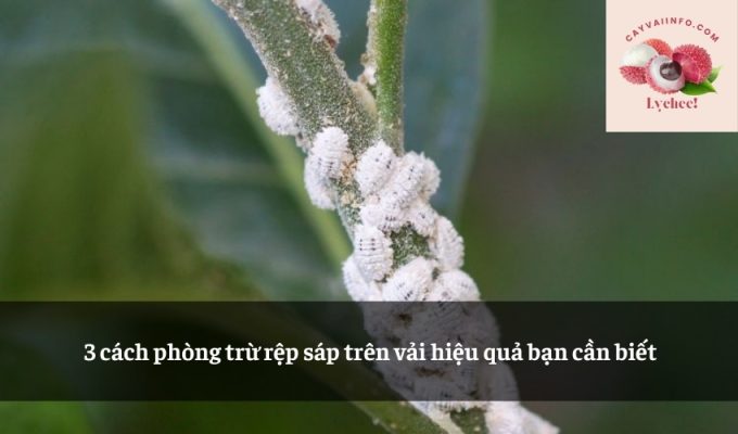 3 cách phòng trừ rệp sáp trên vải hiệu quả bạn cần biết