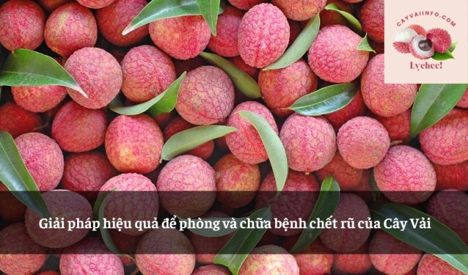 Giải pháp hiệu quả để phòng và chữa bệnh chết rũ của Cây Vải