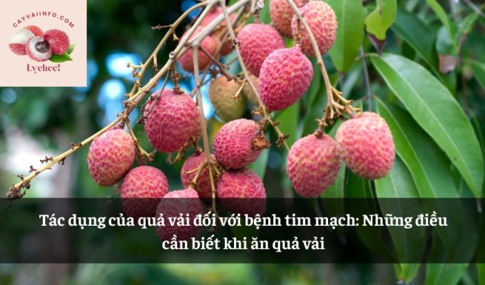 Tác dụng của quả vải đối với bệnh tim mạch: Những điều cần biết khi ăn quả vải