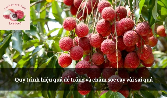 Quy trình hiệu quả để trồng và chăm sóc cây vải sai quả