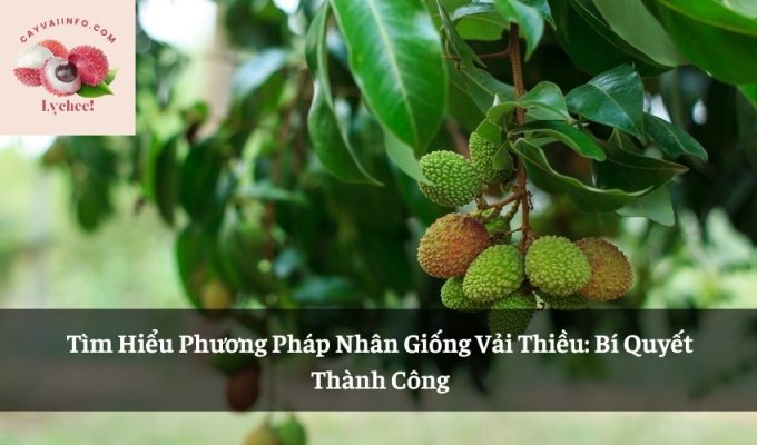 Tìm Hiểu Phương Pháp Nhân Giống Vải Thiều: Bí Quyết Thành Công