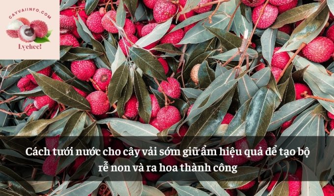 Cách tưới nước cho cây vải sớm giữ ẩm hiệu quả để tạo bộ rễ non và ra hoa thành công